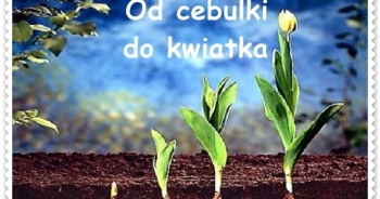 tulipan