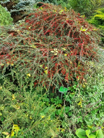 557489108_1053696433440733_1036300589421772064_n