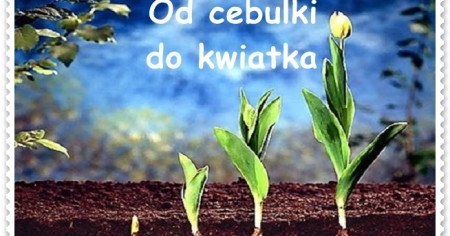 Projekt - wiosenne kwiaty.